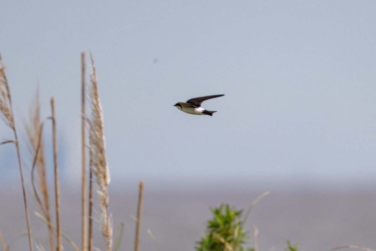 White-rumped Swallow - ML644080309