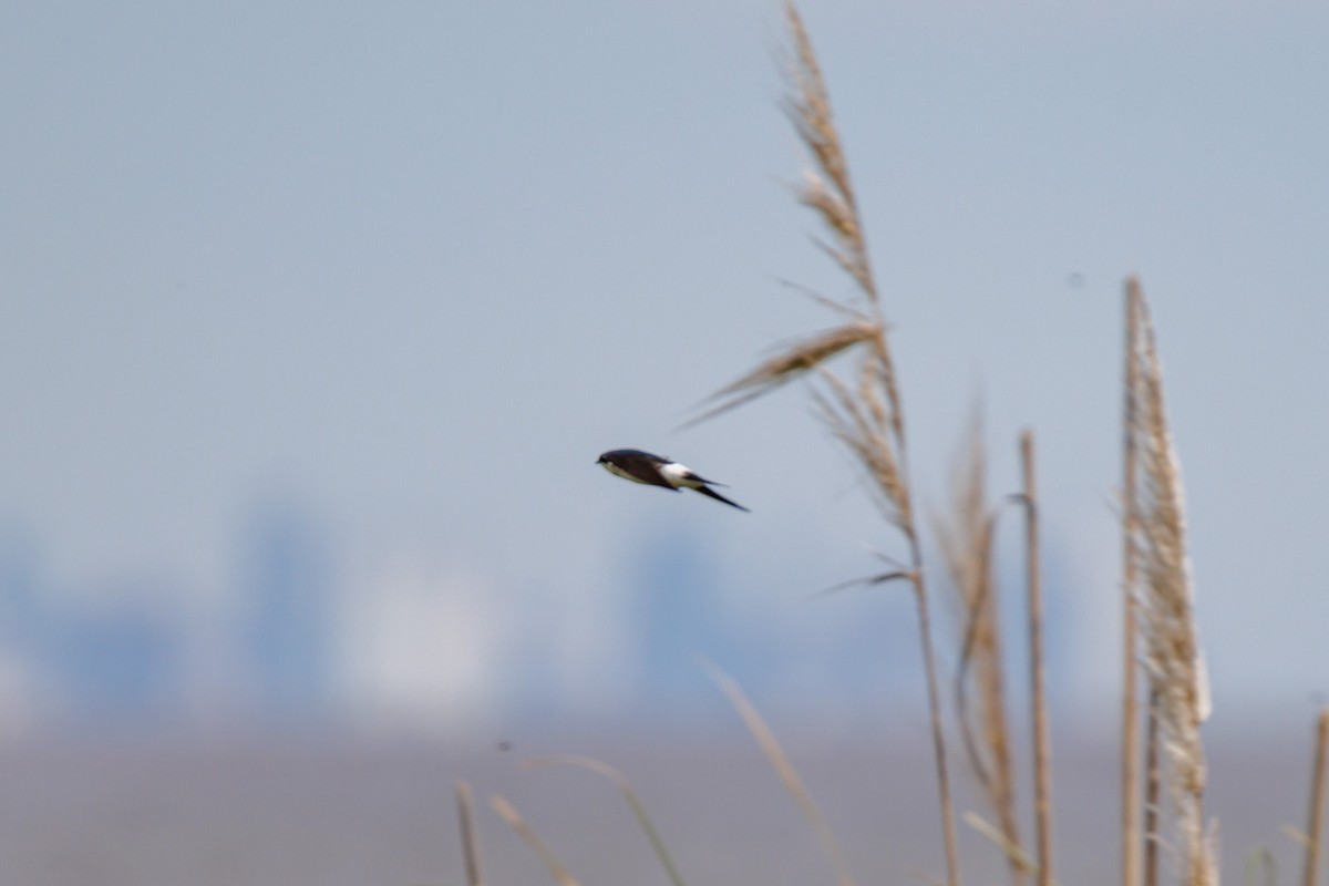 White-rumped Swallow - ML644080310