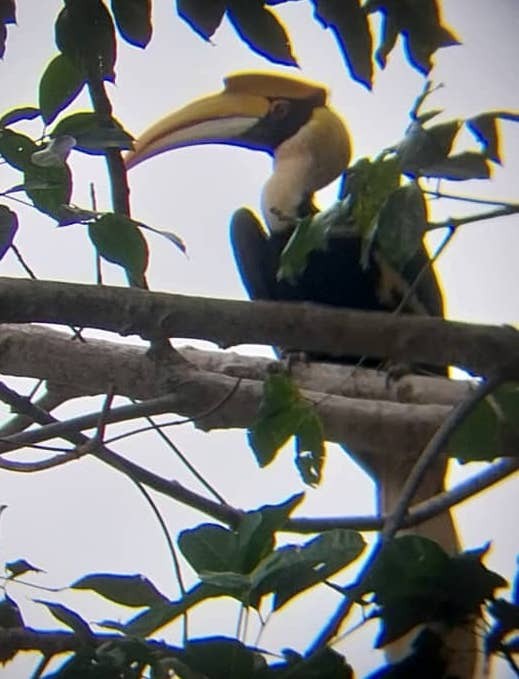Great Hornbill - ML644080316