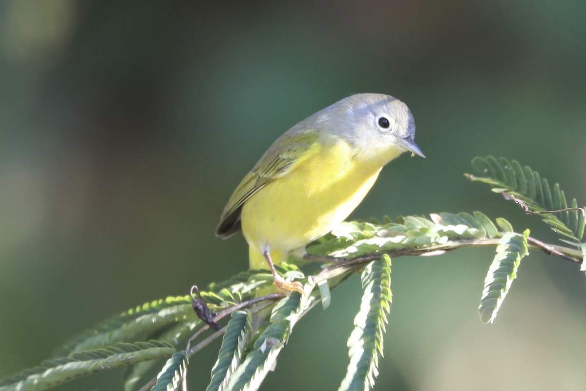 Paruline à joues grises - ML644080323
