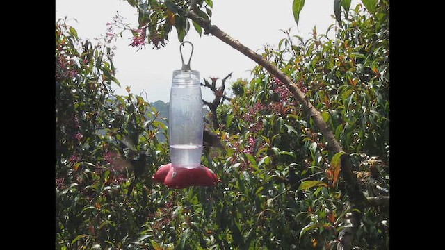 Talamanca Hummingbird - ML644080357