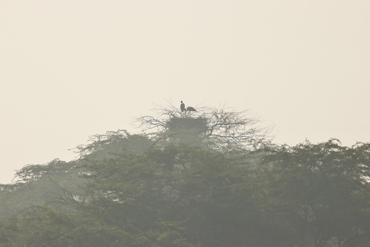 Black-necked Stork - Prithvi Panwar