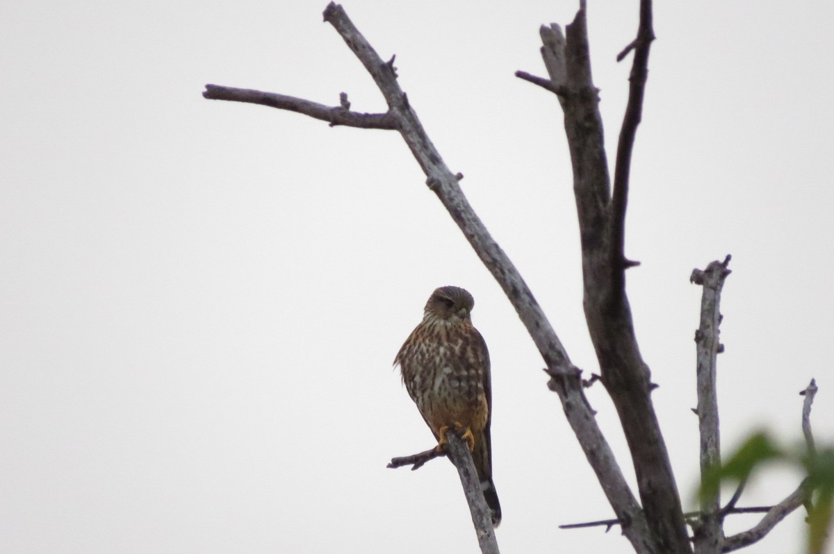 Merlin - ML644080362