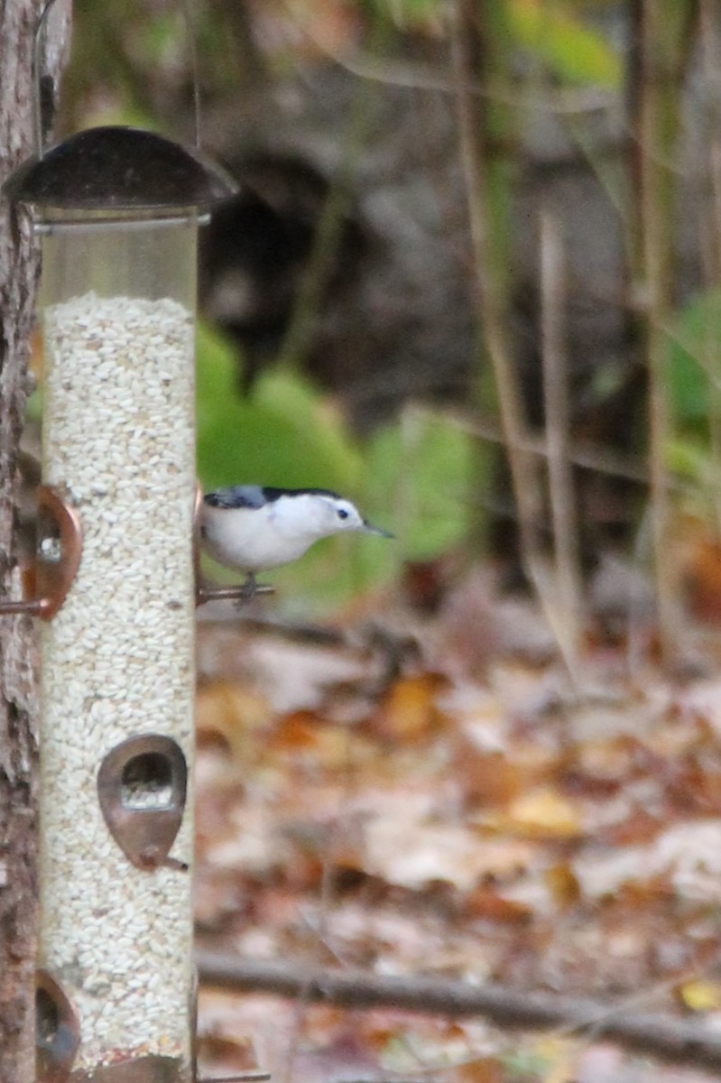 White-breasted Nuthatch - Martha Huestis