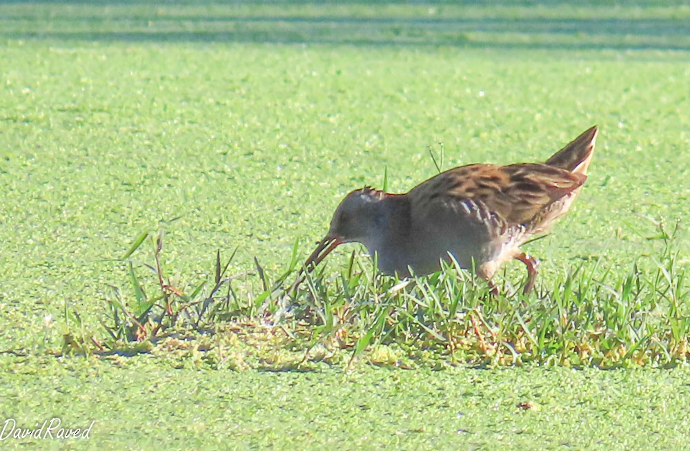 Water Rail - David Raved