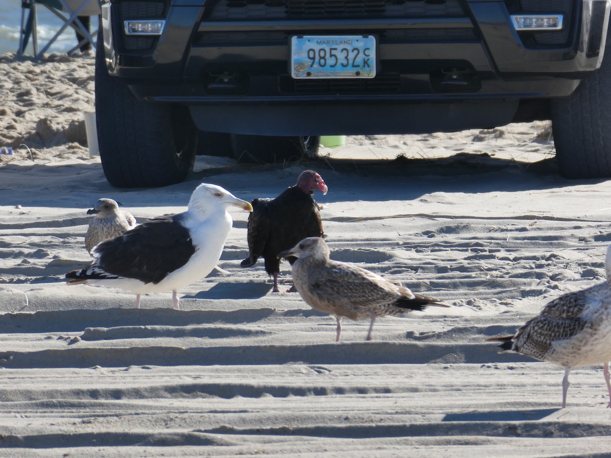 Great Black-backed Gull - Matt Crisler