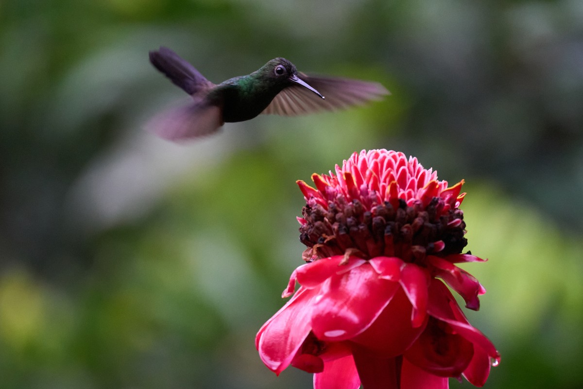 Bronze-tailed Plumeleteer - Andrew Sheridan