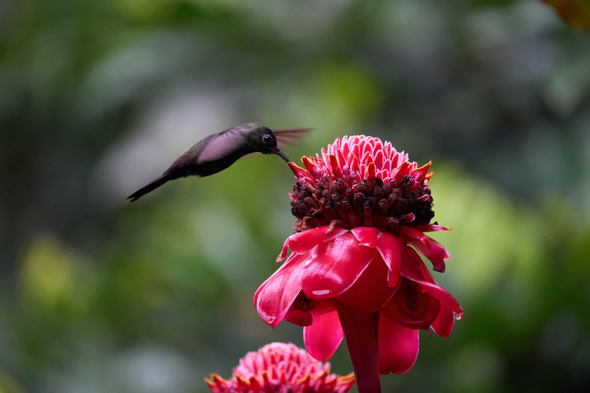 Bronze-tailed Plumeleteer - Andrew Sheridan
