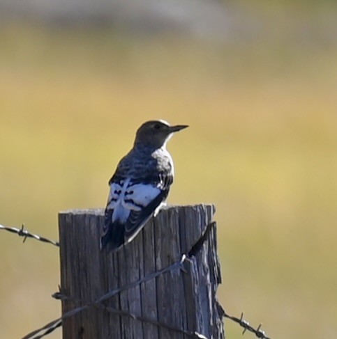 Red-headed Woodpecker - ML644080410