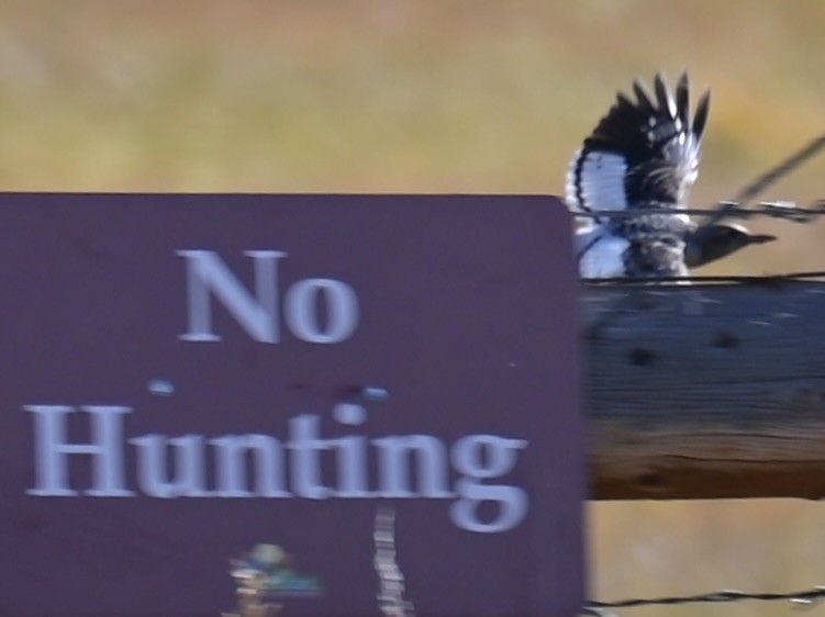 Red-headed Woodpecker - ML644080412