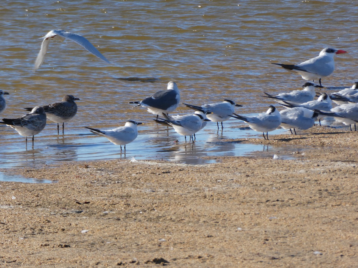 Sandwich Tern - Matt Crisler