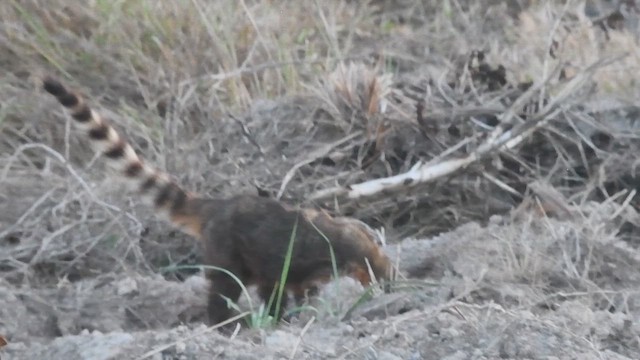 South American Coati - ML644080430