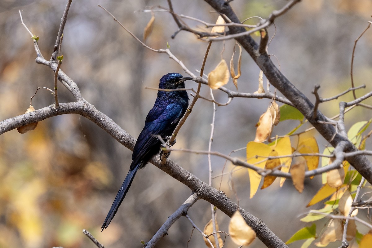 Common Scimitarbill - ML644080431