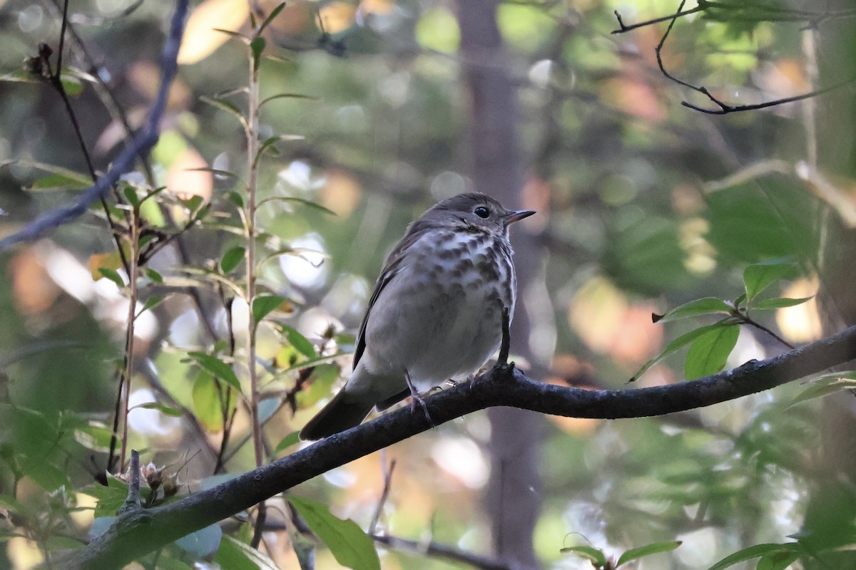 Einsiedler-Musendrossel - ML644080432