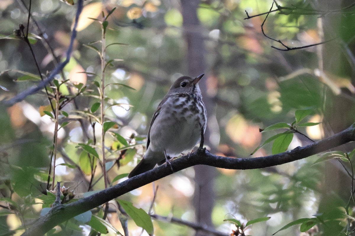 Einsiedler-Musendrossel - ML644080433