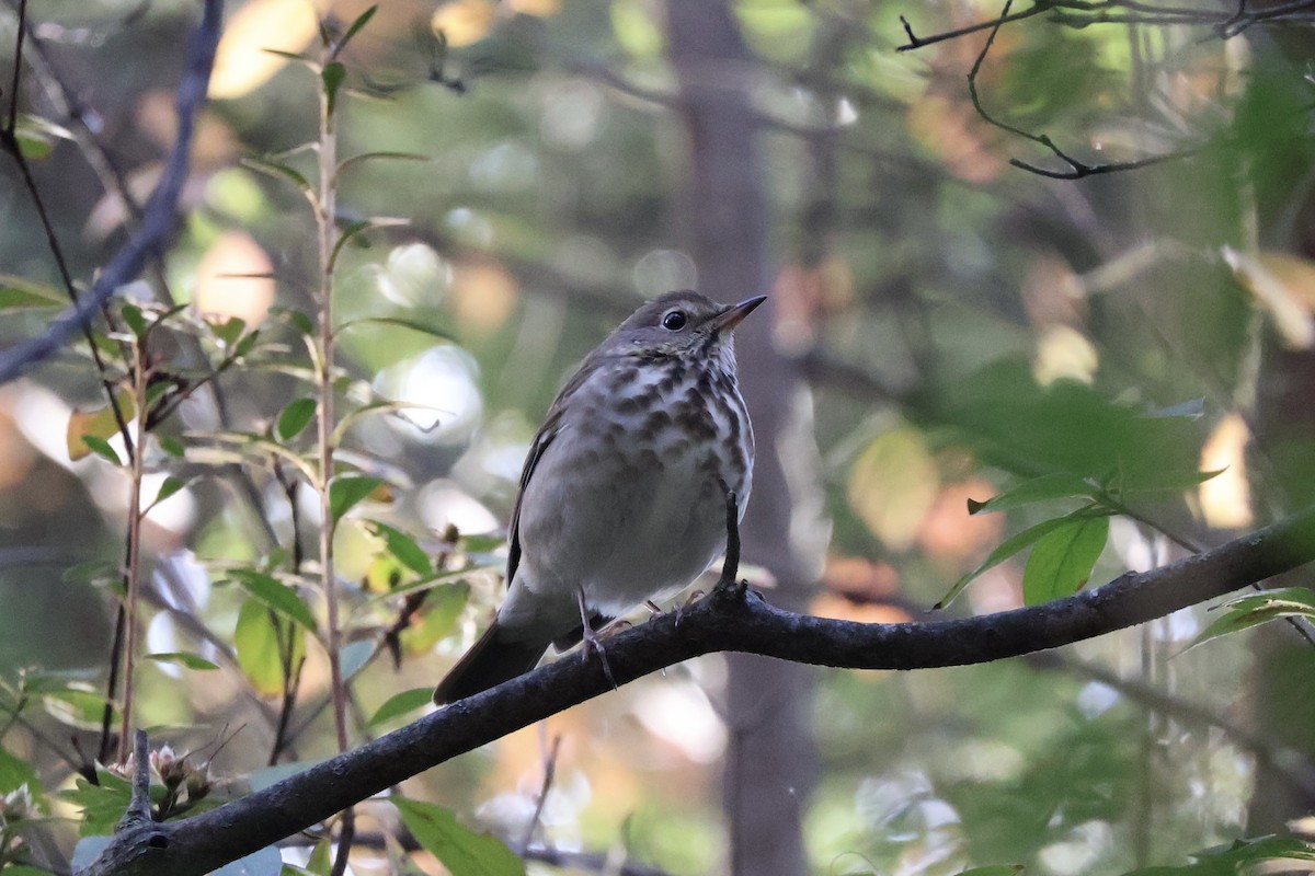 Einsiedler-Musendrossel - ML644080434