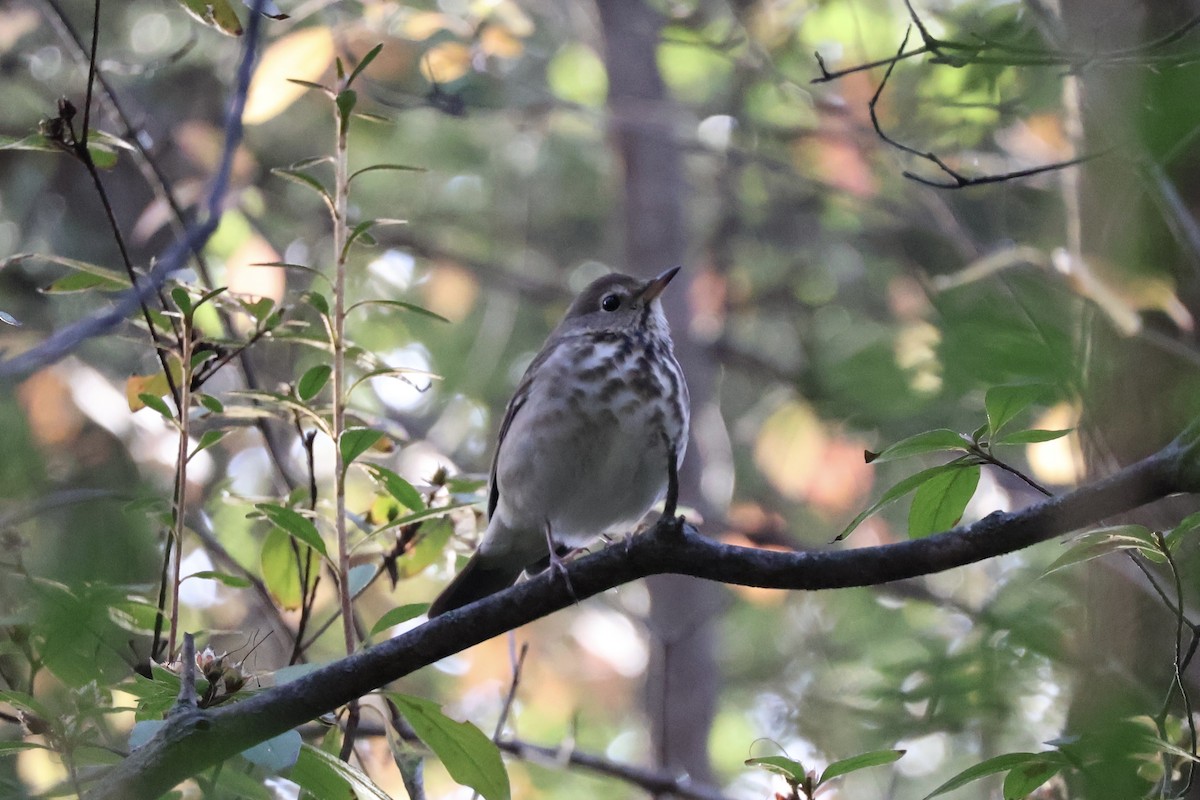 Einsiedler-Musendrossel - ML644080435