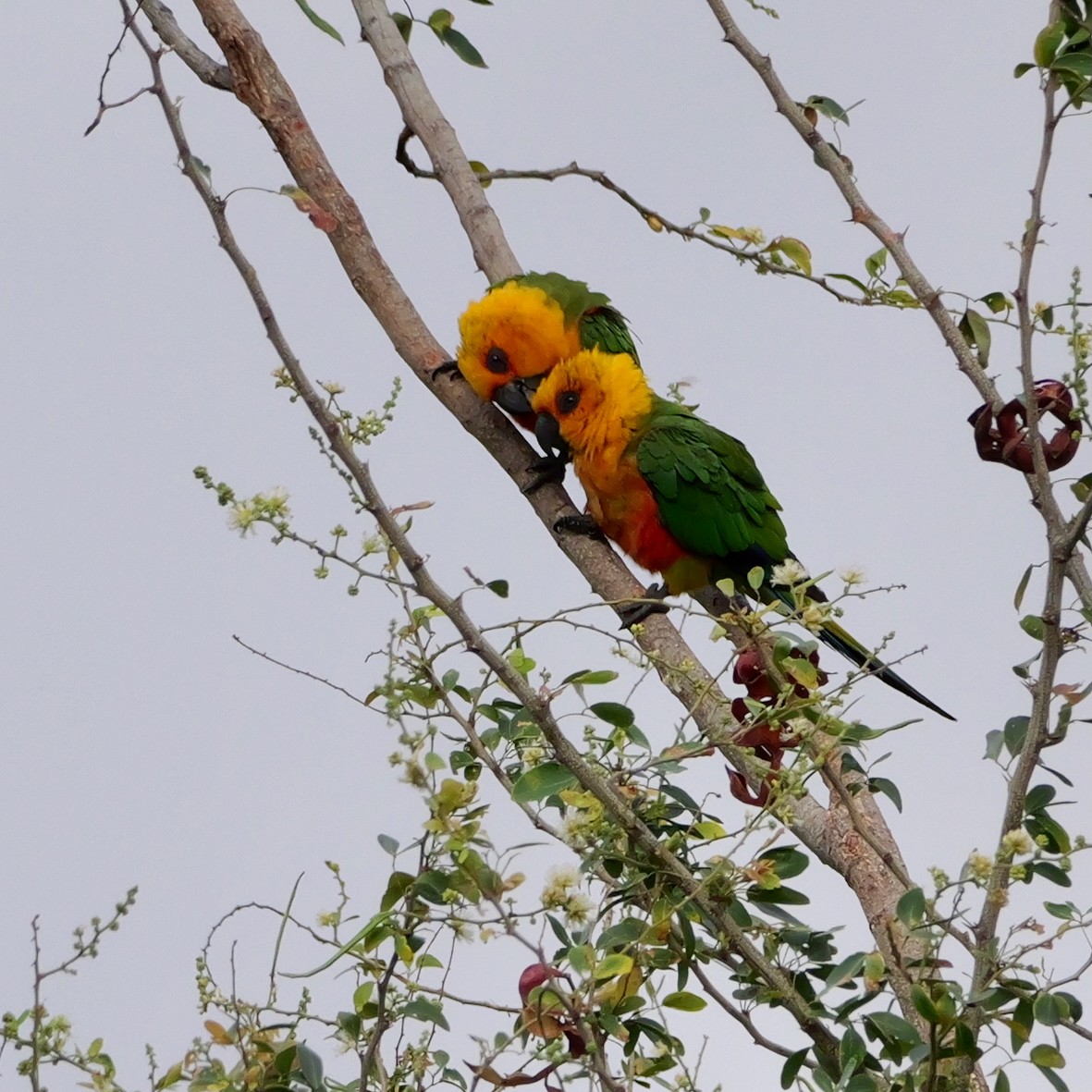 Jandaya Parakeet - ML644080437