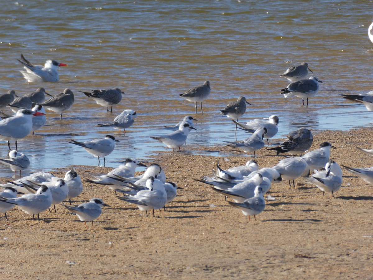 Forster's Tern - ML644080439