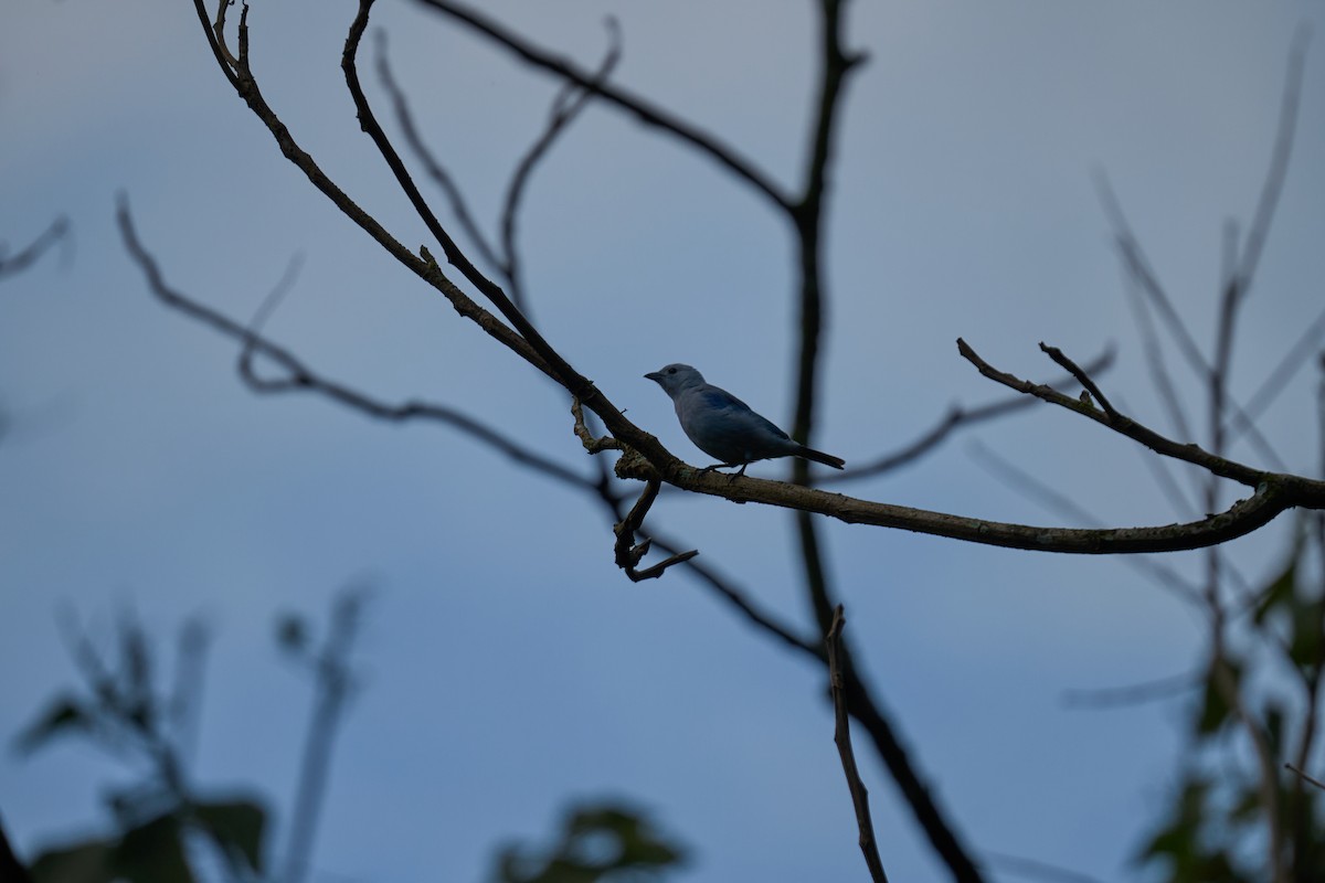 Blue-gray Tanager - Andrew Sheridan