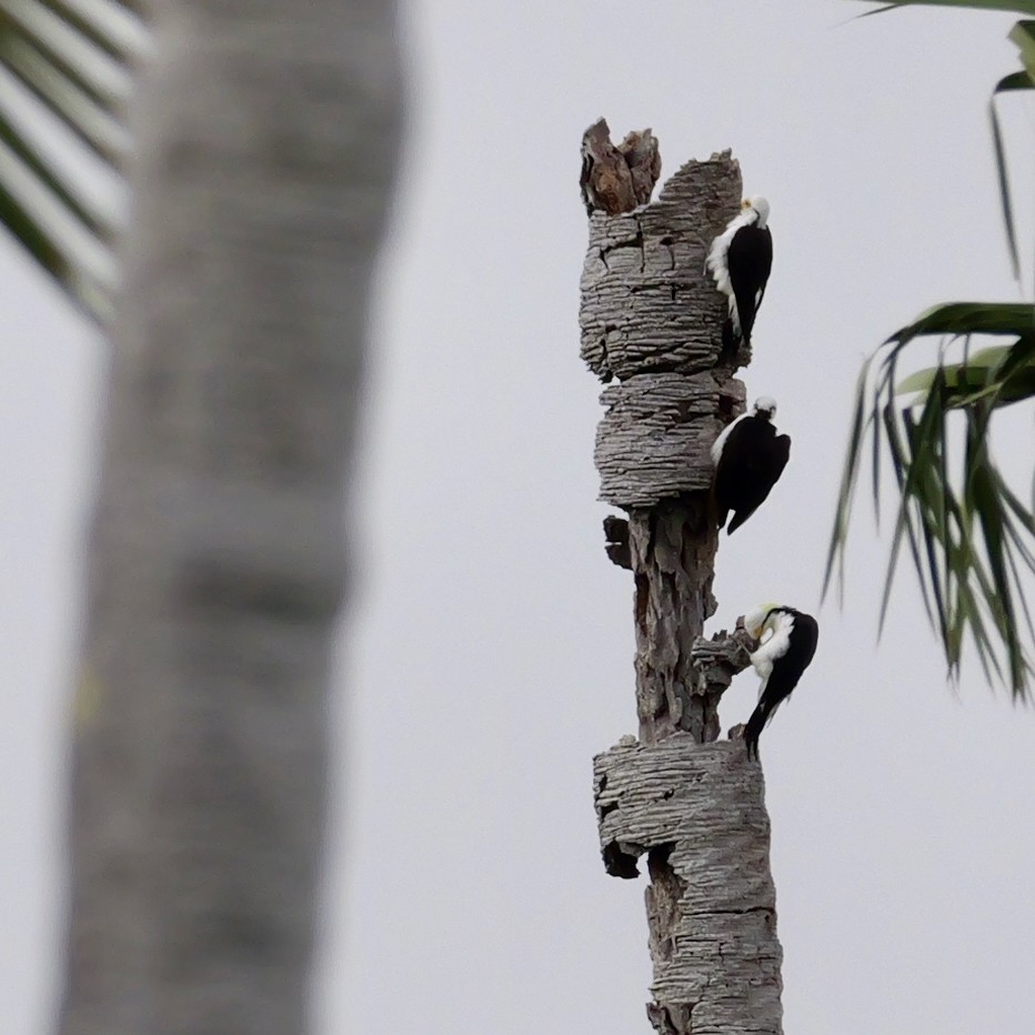 White Woodpecker - ML644080443