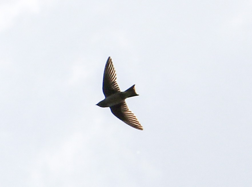 Purple Martin - ML644080457