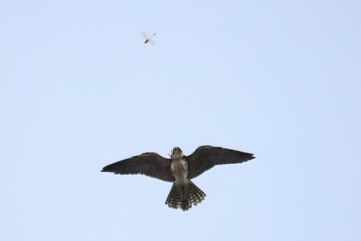 Eurasian Hobby - Peter Chen