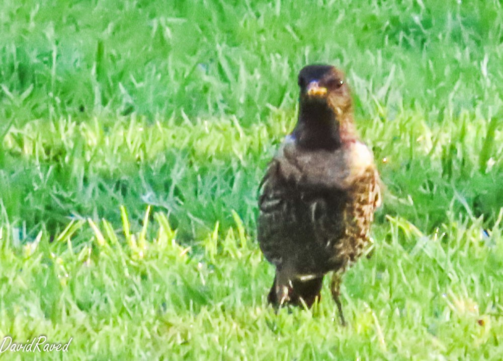 Ring Ouzel - David Raved