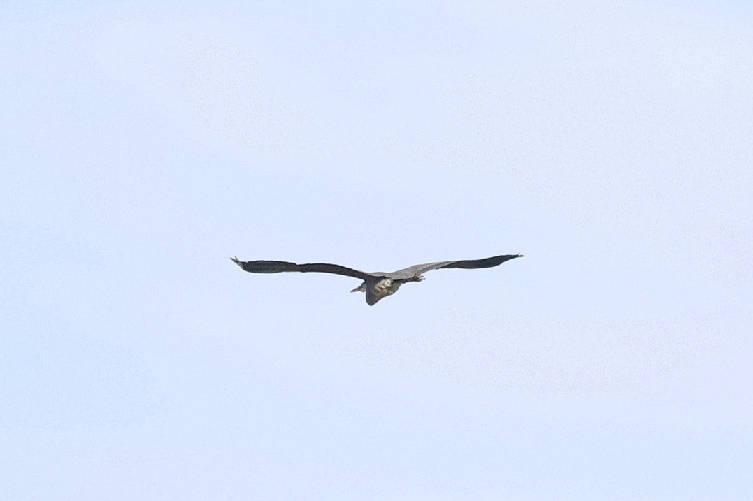 Great Blue Heron - ML644080469