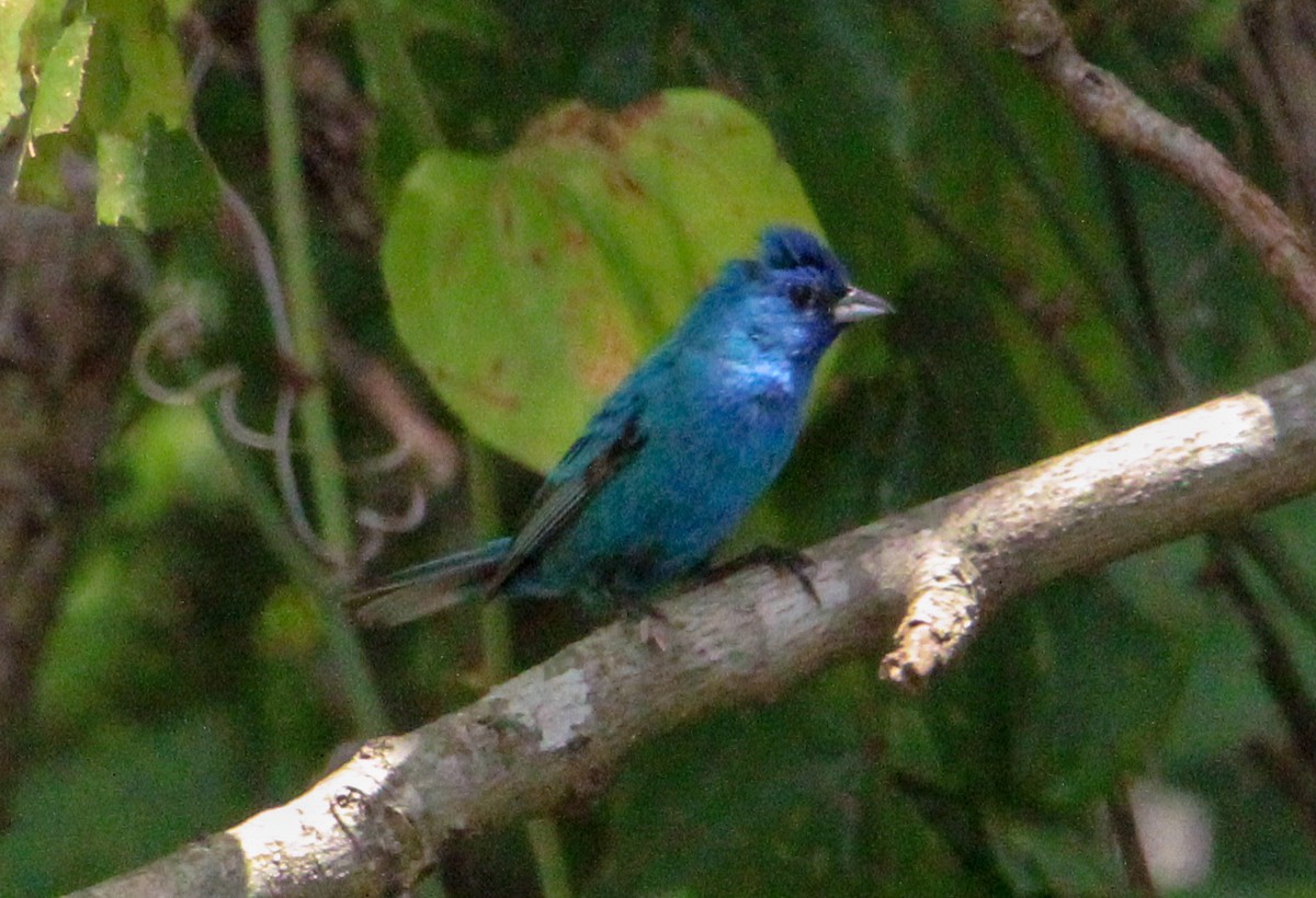 Indigo Bunting - J McCrary