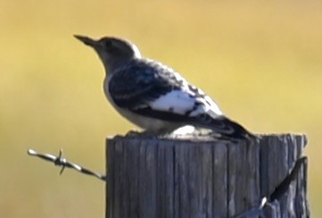 Red-headed Woodpecker - ML644080473