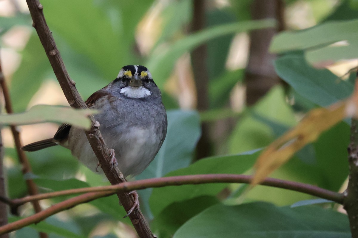 Weißkehlammer - ML644080478