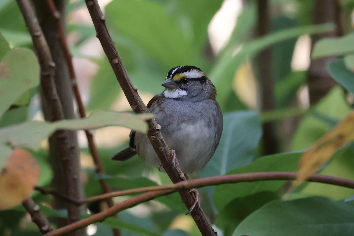 Weißkehlammer - ML644080479