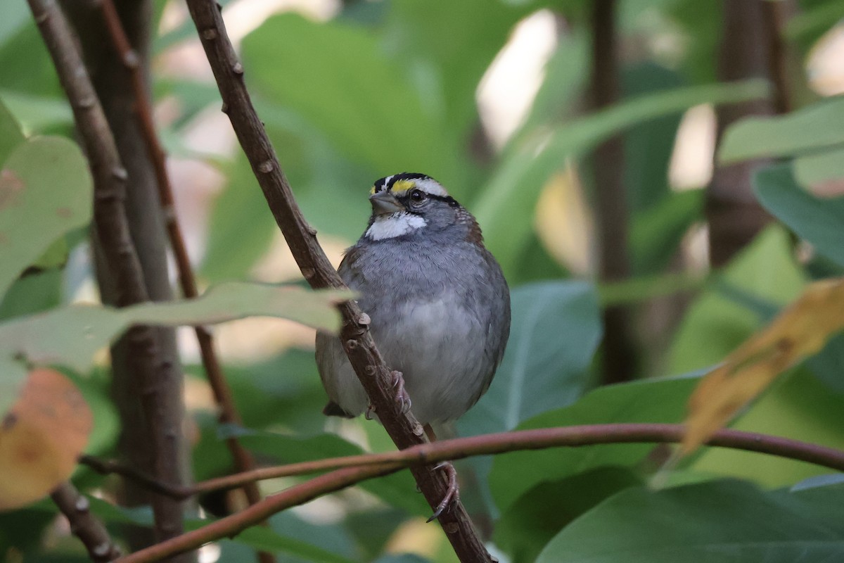 Weißkehlammer - ML644080480