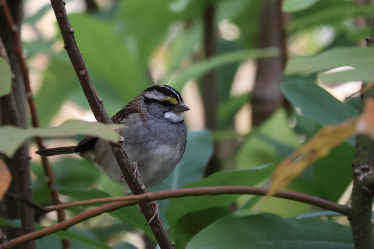 Weißkehlammer - ML644080481