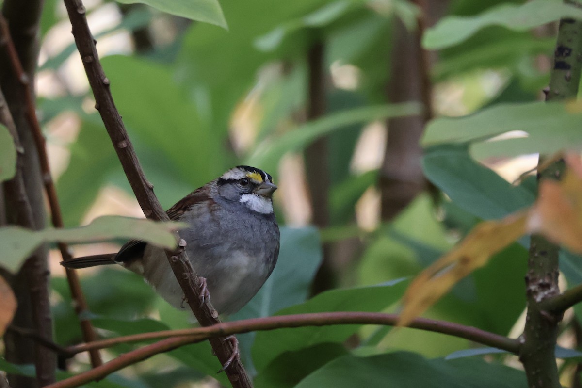 Weißkehlammer - ML644080482