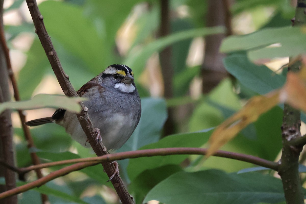 Weißkehlammer - ML644080483