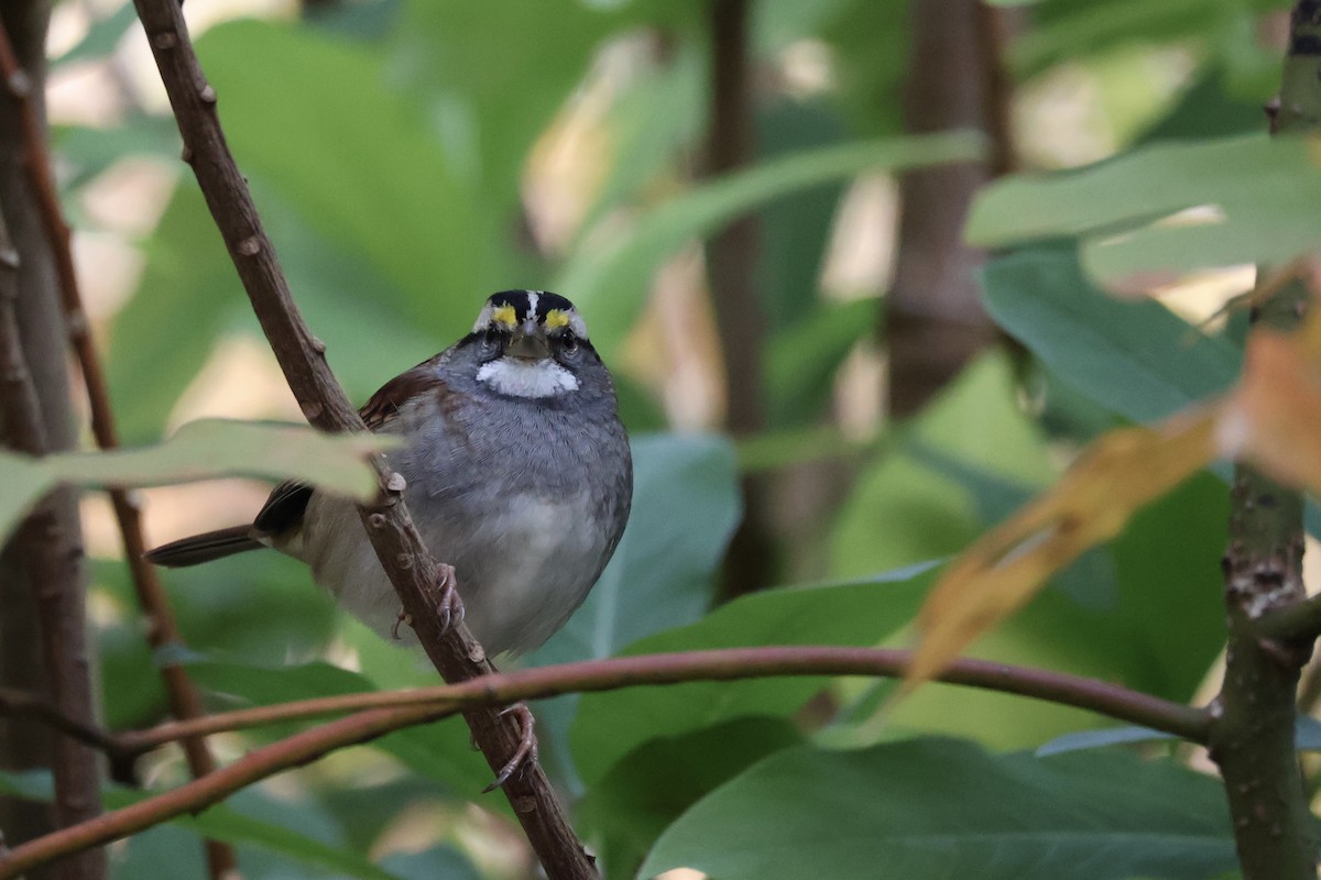 Weißkehlammer - ML644080484