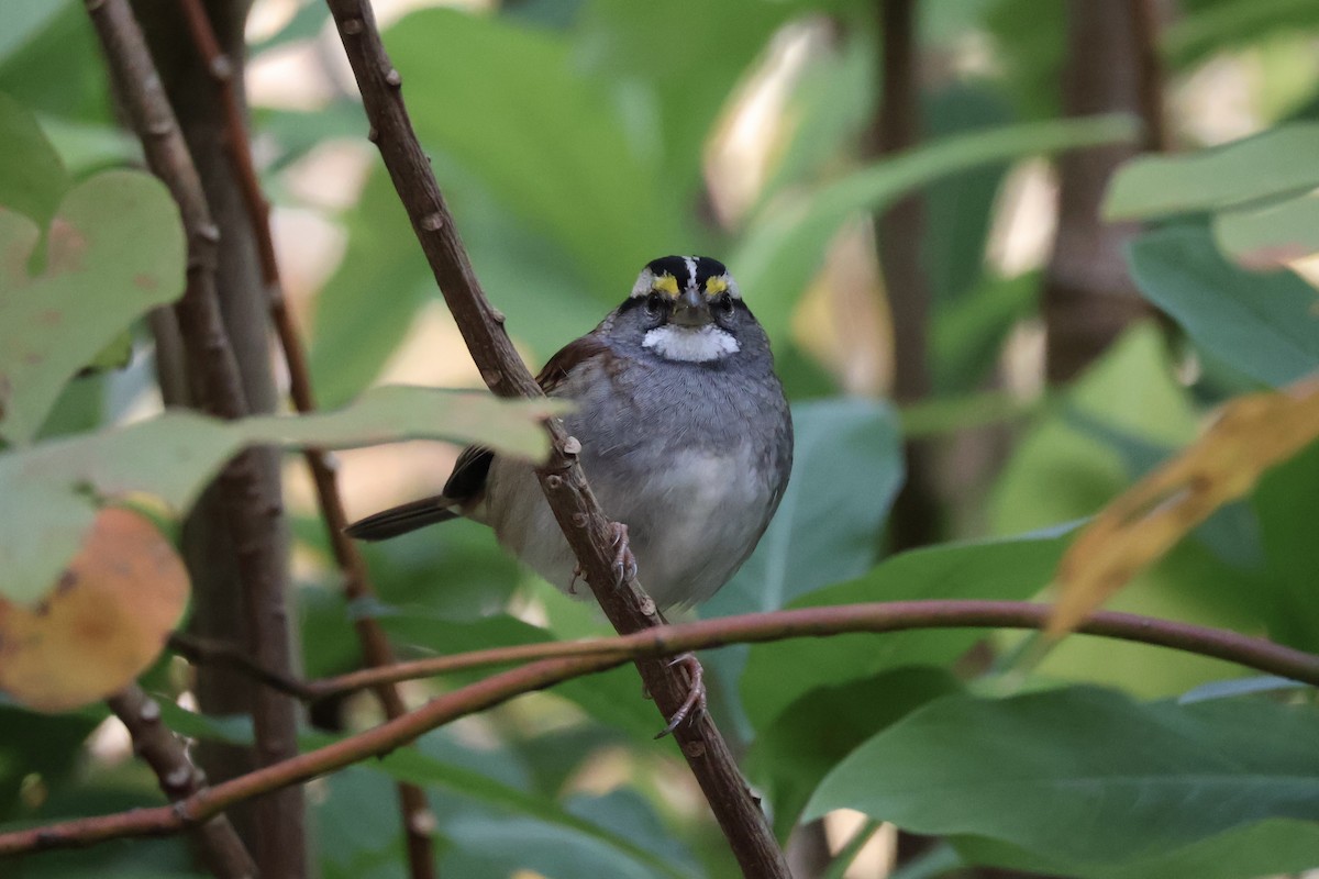 Weißkehlammer - ML644080485