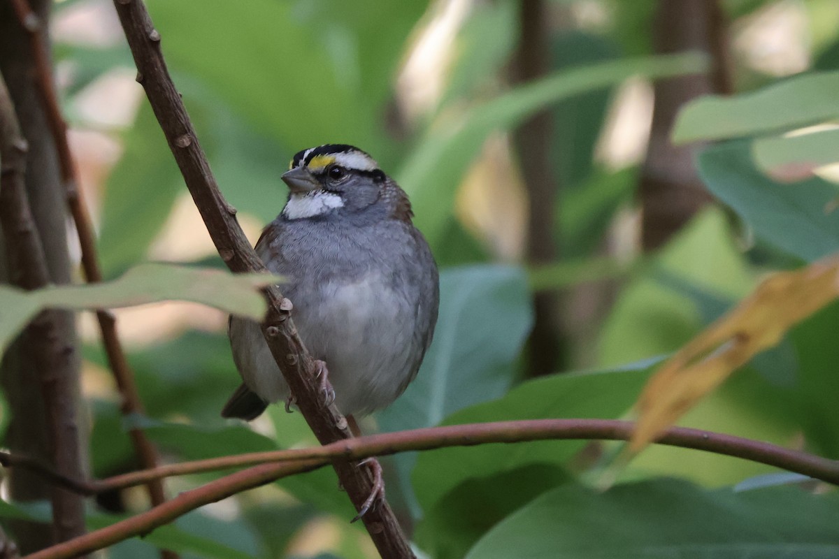 Weißkehlammer - ML644080486