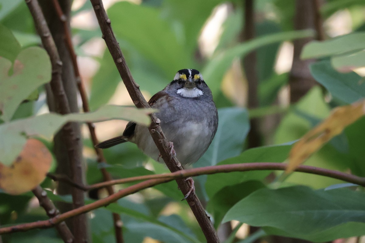 Weißkehlammer - ML644080487