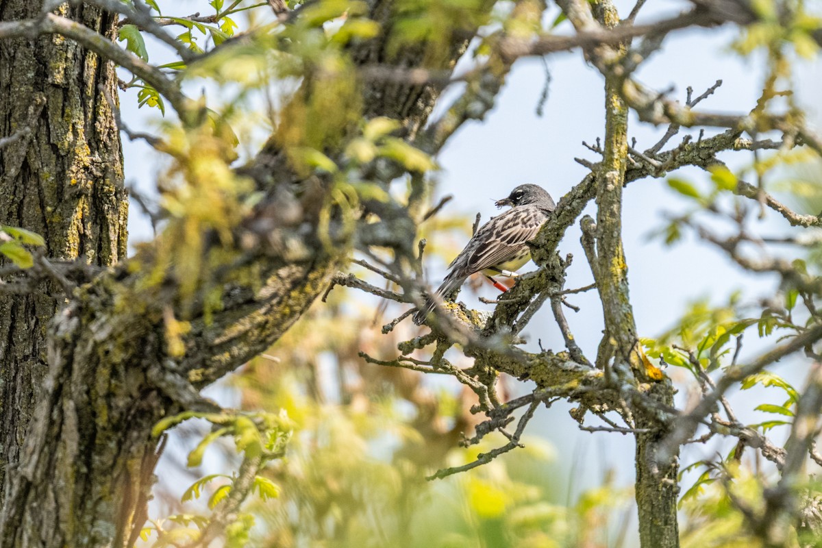 Kirtland's Warbler - ML644080492