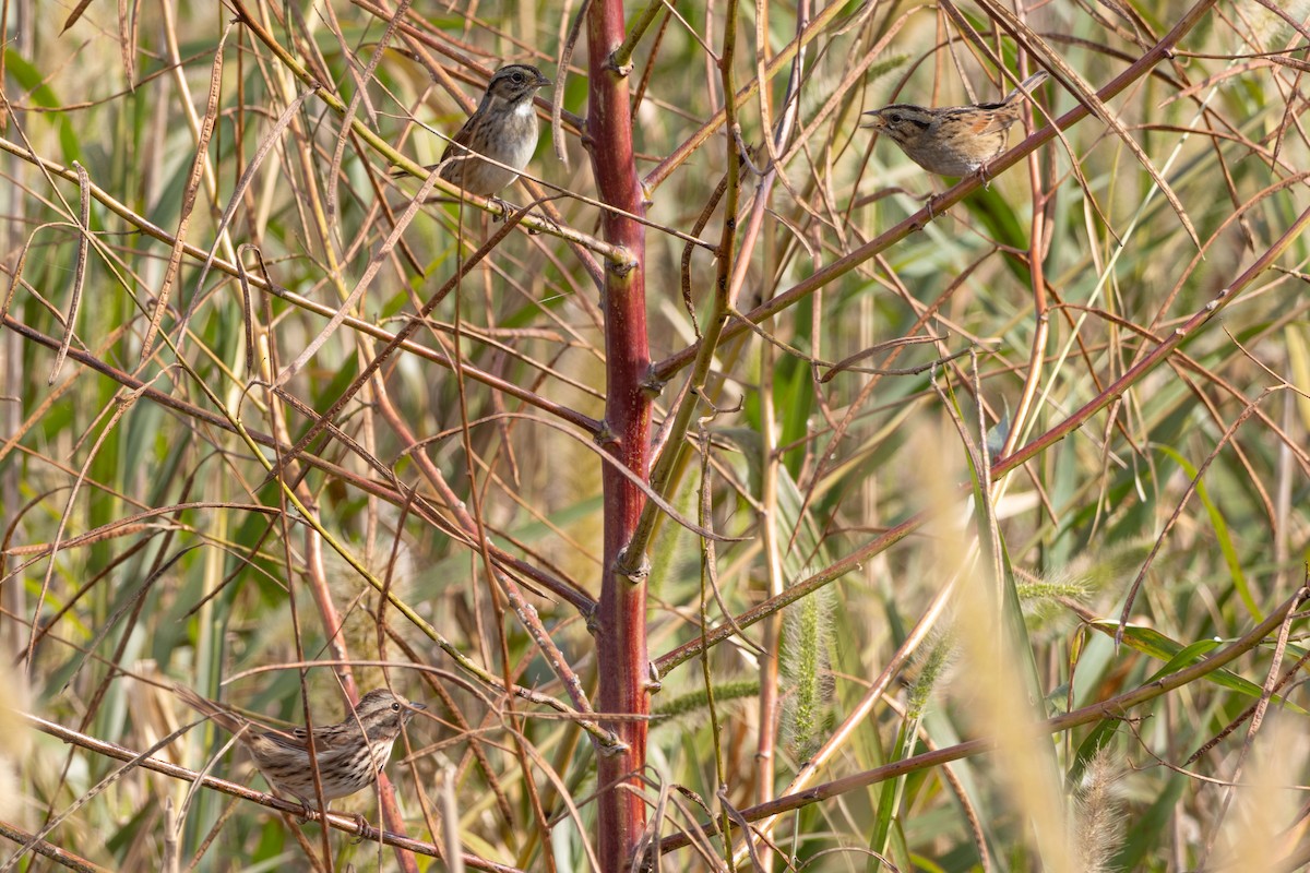 Song Sparrow - ML644080493