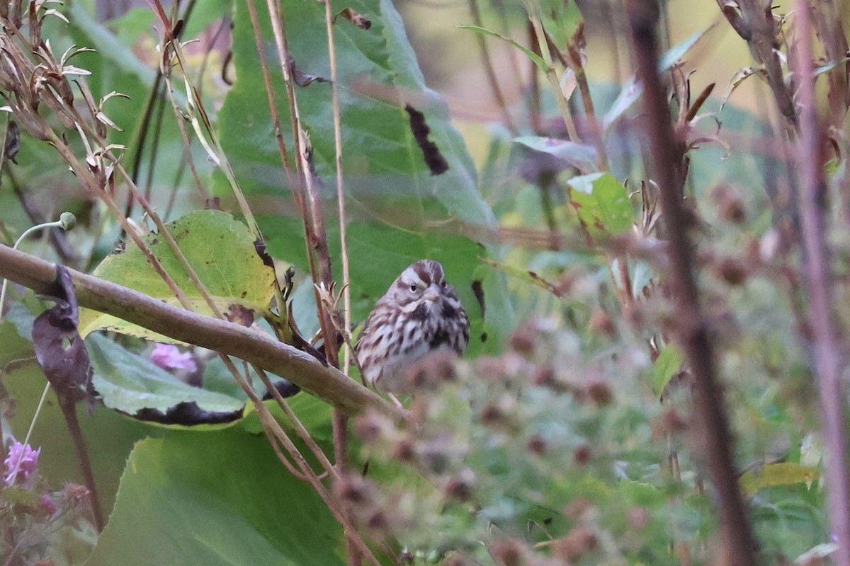 Song Sparrow - ML644080496