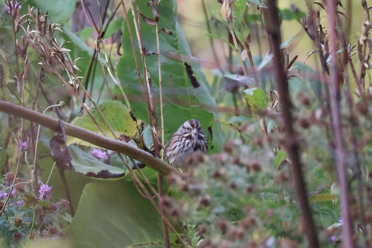 Song Sparrow - ML644080497