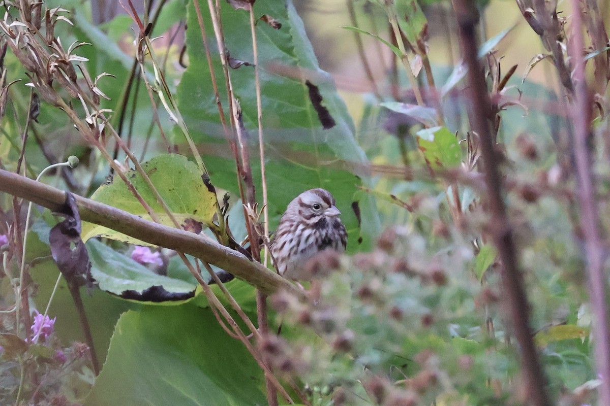Song Sparrow - ML644080498