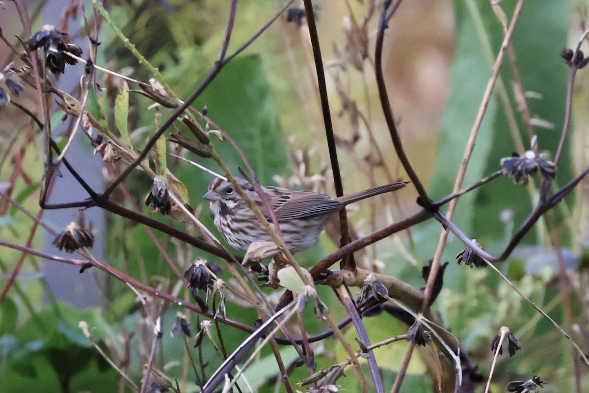 Song Sparrow - ML644080499