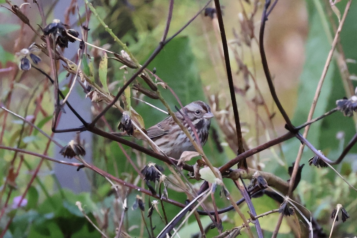 Song Sparrow - ML644080500