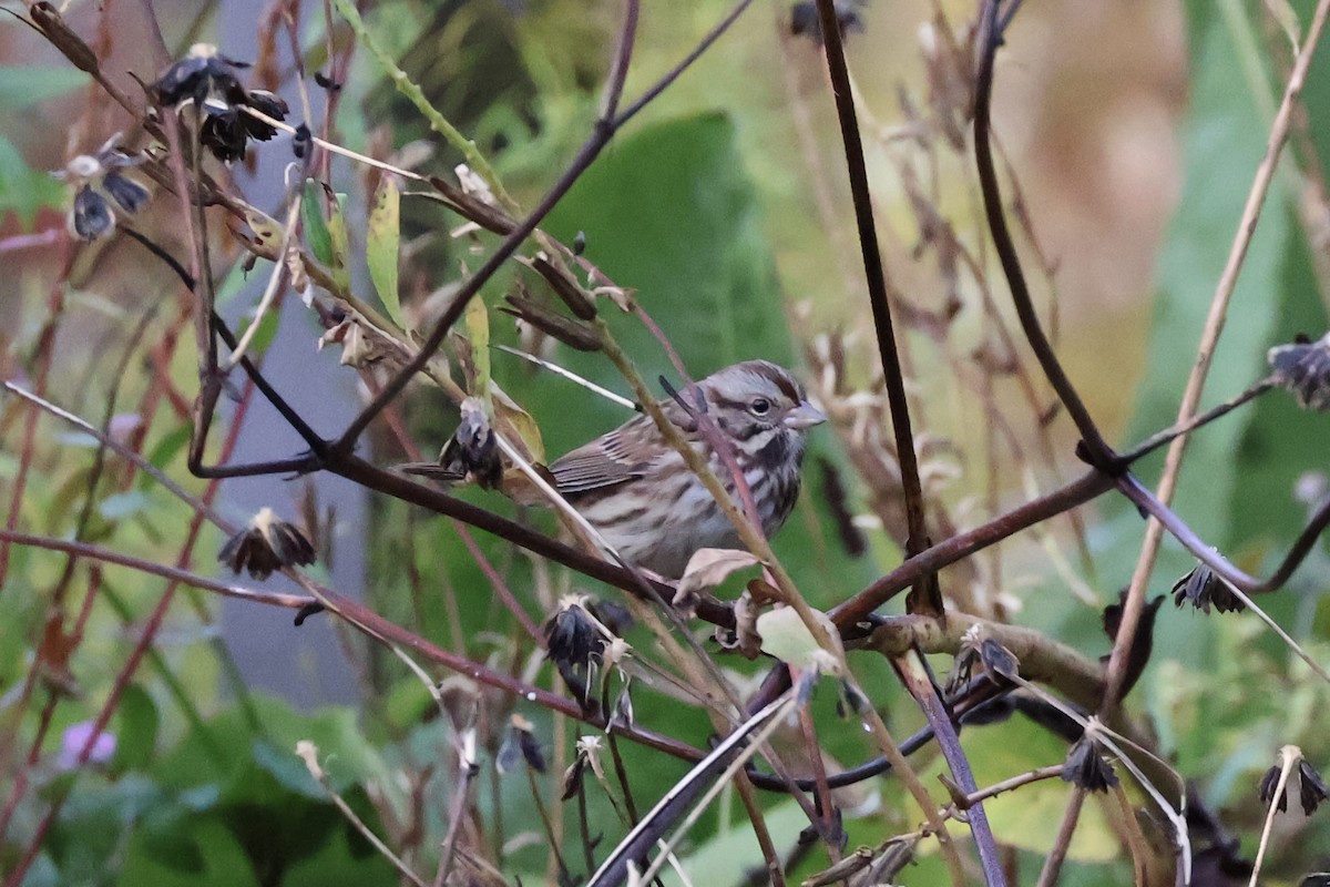 Song Sparrow - ML644080501