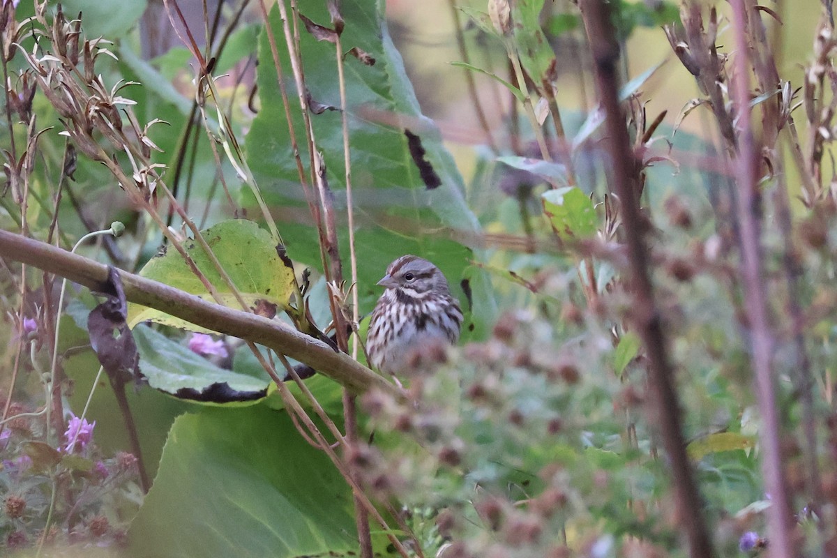 Song Sparrow - ML644080502
